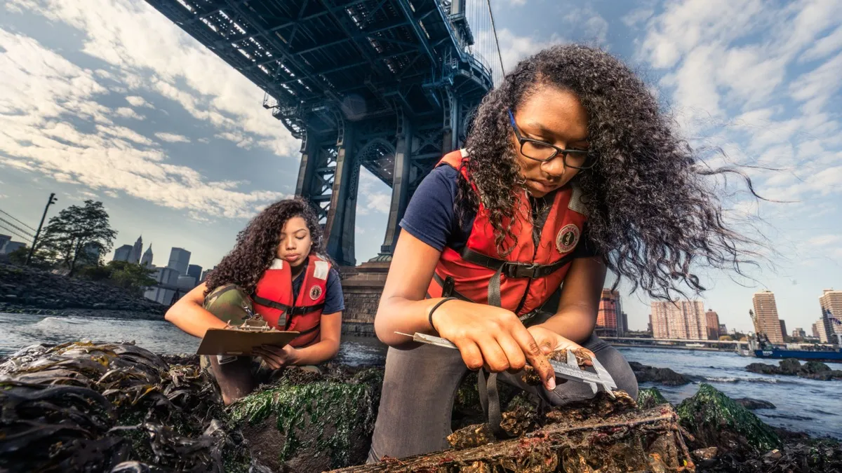 Students in life vests measuring oysters with calipers beneath the Manhattan Bridge