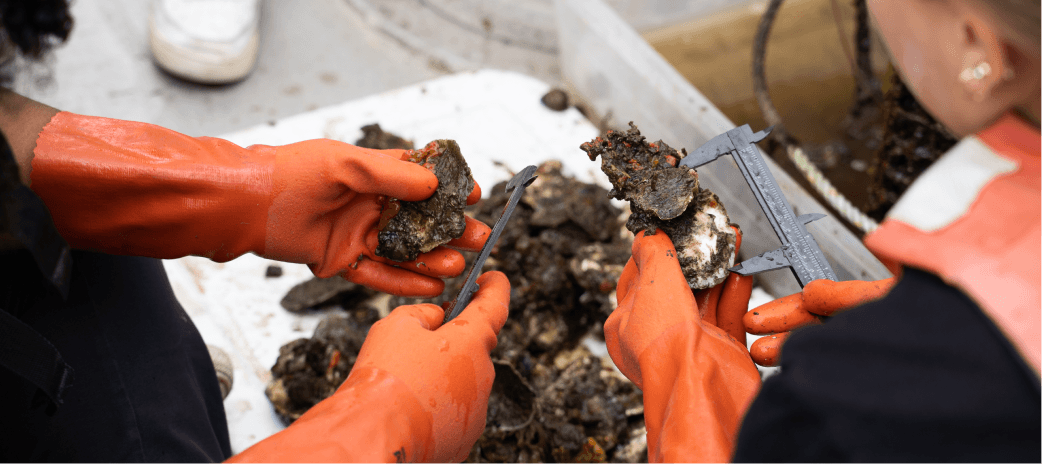 Gloved hands measuring clustered oysters with calipers over a sorting tray