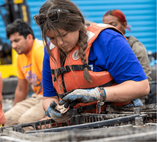 Volunteer in a life vest examining an oyster over stacked reef crates