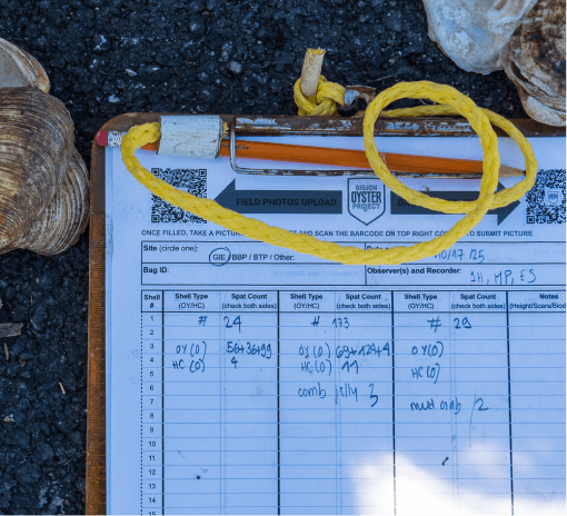 Field data sheet logging oyster spat counts beside shells and yellow rope
