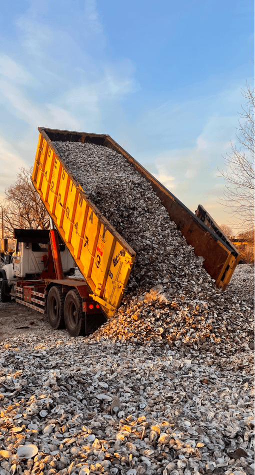 Dump truck unloading a mountain of recycled oyster shells