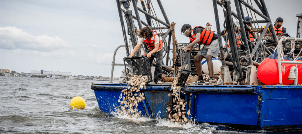 Crew members pouring crates of live oysters off a boat to seed a reef