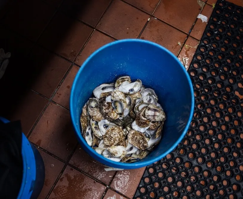 Blue bucket of empty oyster shells on a restaurant floor, collected for shell recycling