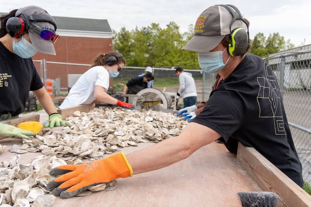 Masked volunteers sorting recycled oyster shells at an outdoor table