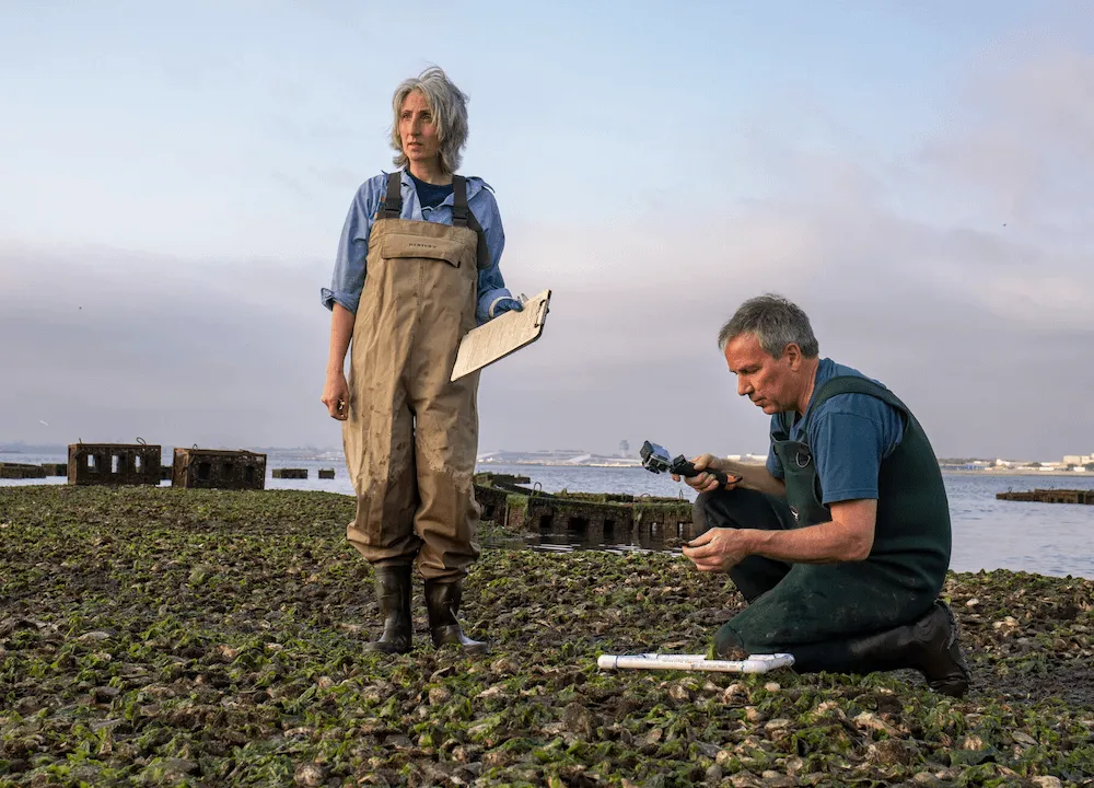 Two researchers in waders surveying an exposed oyster reef at low tide, one holding a clipboard