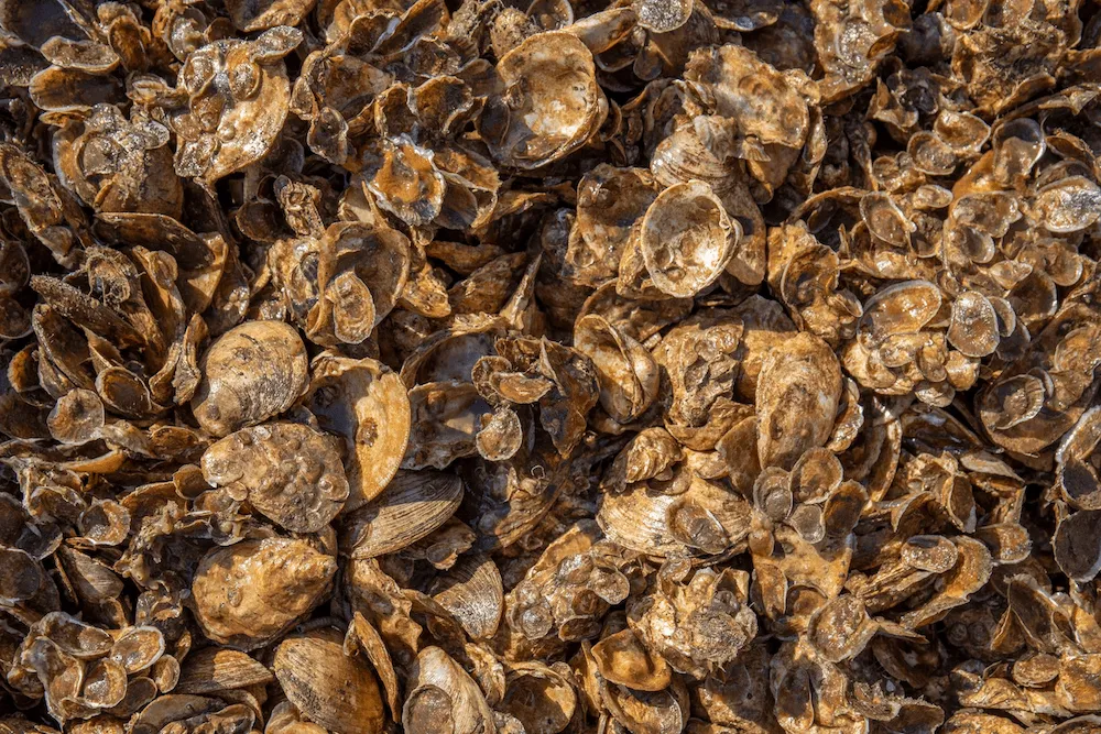 Close-up of a dense pile of weathered oyster shells
