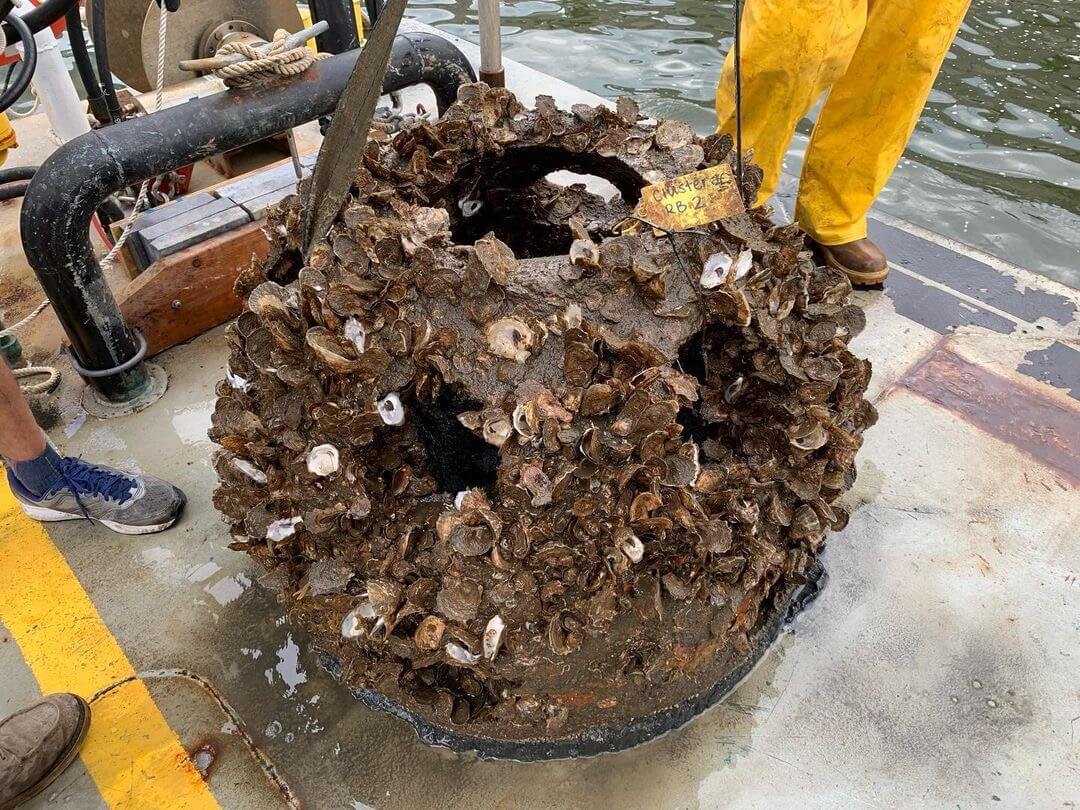 Reef ball densely covered with live oysters hauled onto a boat deck