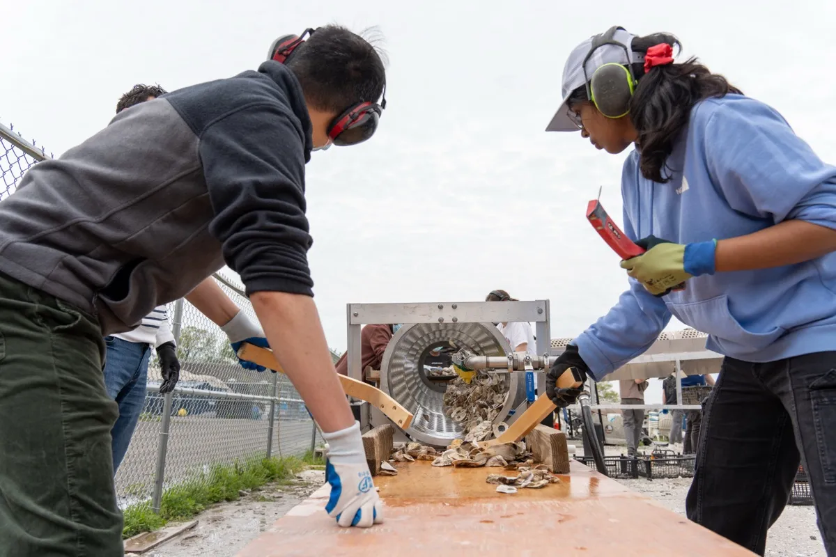Volunteers wearing ear protection guiding oyster shells out of a sorting tumbler