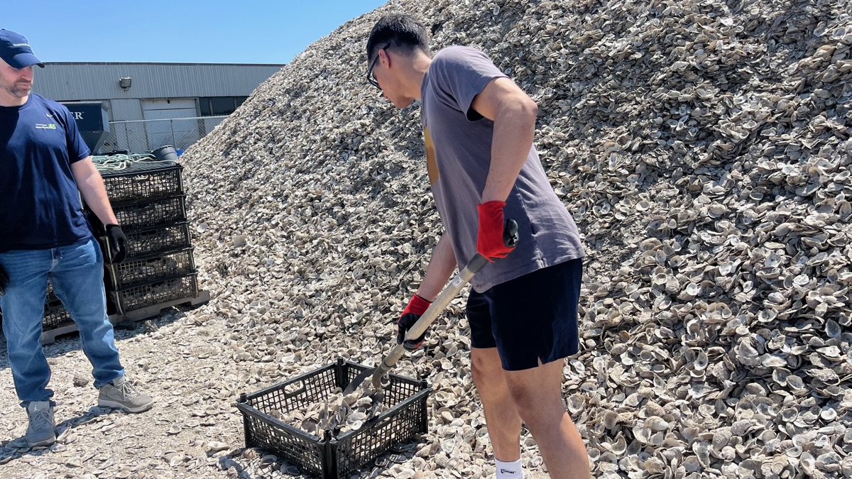 Volunteer shoveling recycled oyster shells into a crate at the base of a shell pile