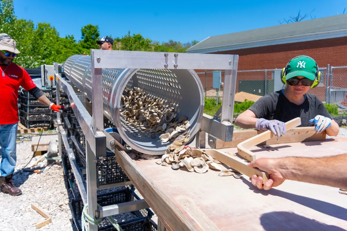 Cleaned oyster shells pouring from a perforated tumbler drum onto a sorting table