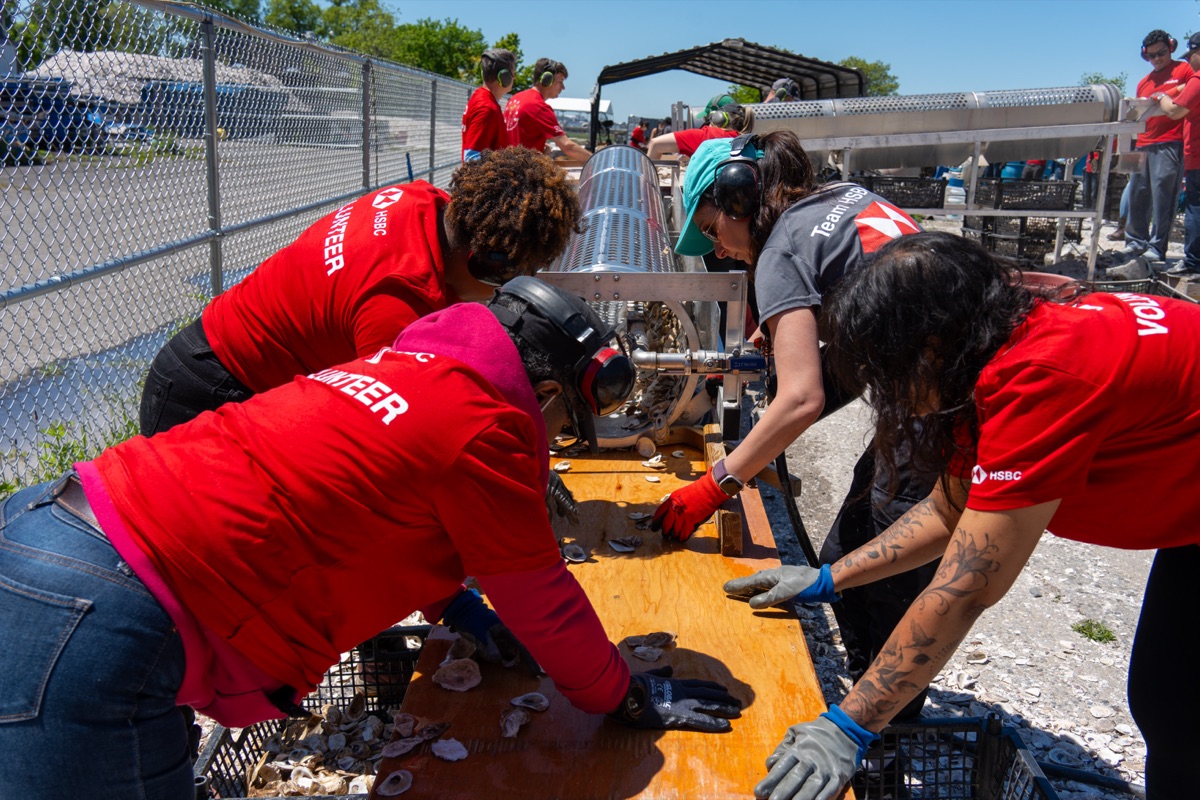 Volunteers in red shirts sorting oyster shells at a table beside the tumbler machine