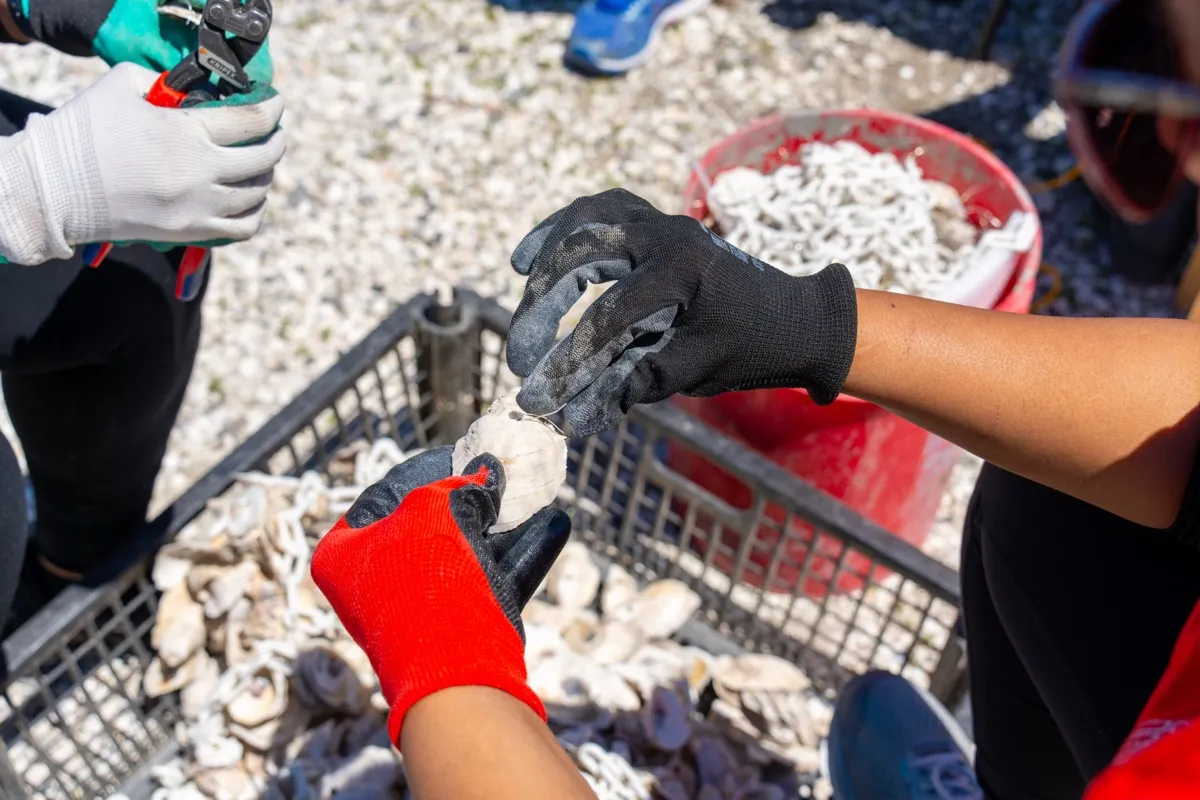 Gloved volunteers inspecting an oyster shell over a crate at a shell sorting event