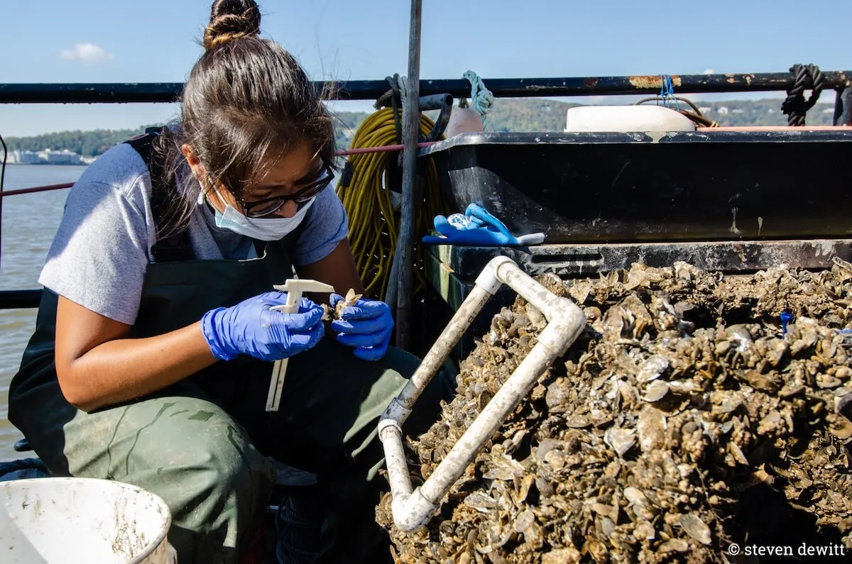Researcher measuring an oyster with calipers beside a cage of harvested oysters