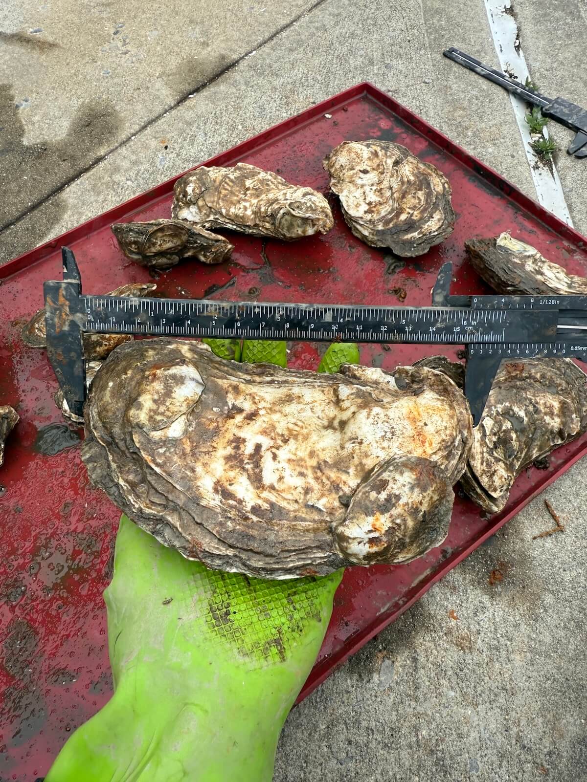 Gloved hand measuring a large oyster with calipers during habitat monitoring