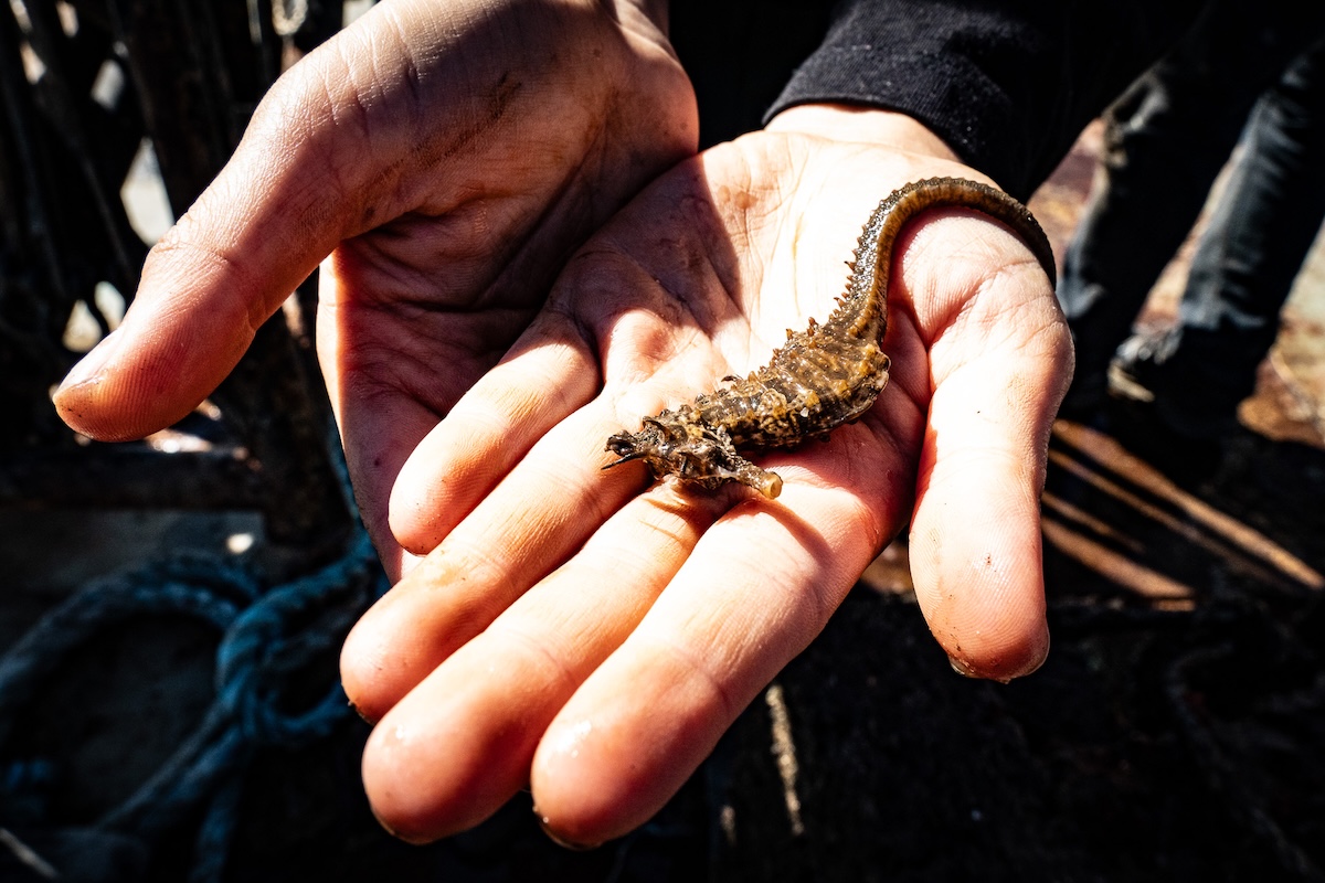 Seahorse resting in an open palm, found among gear pulled from New York Harbor