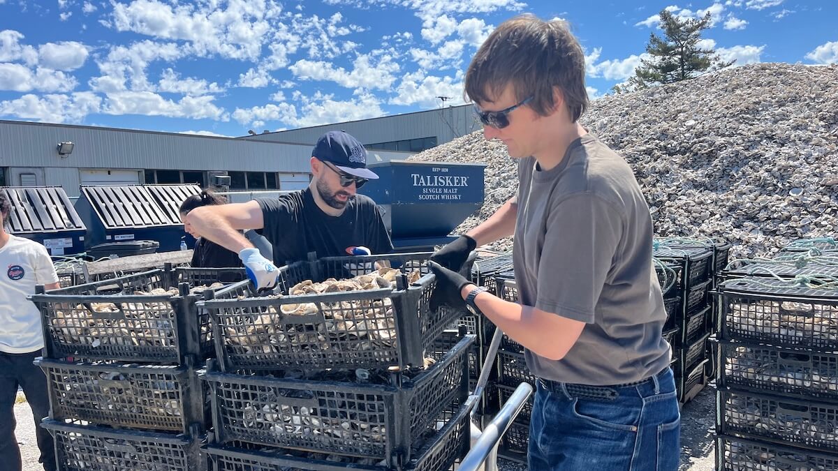 Volunteers stacking crates of recycled oyster shells beside a towering shell pile