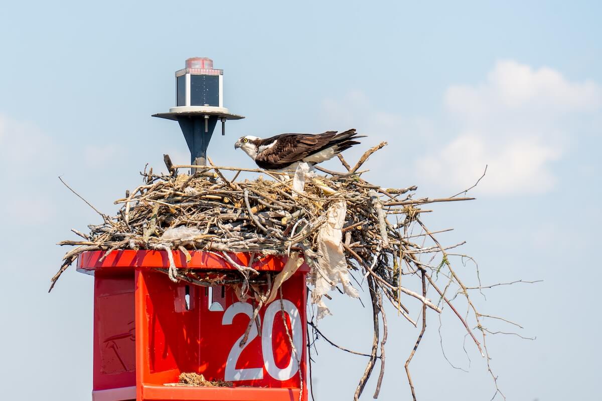 Osprey standing on its stick nest atop a red channel marker in the harbor