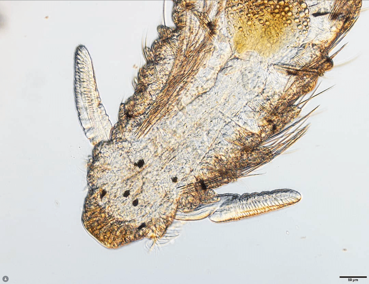 Microscopic plankton organism from harbor water magnified under a microscope