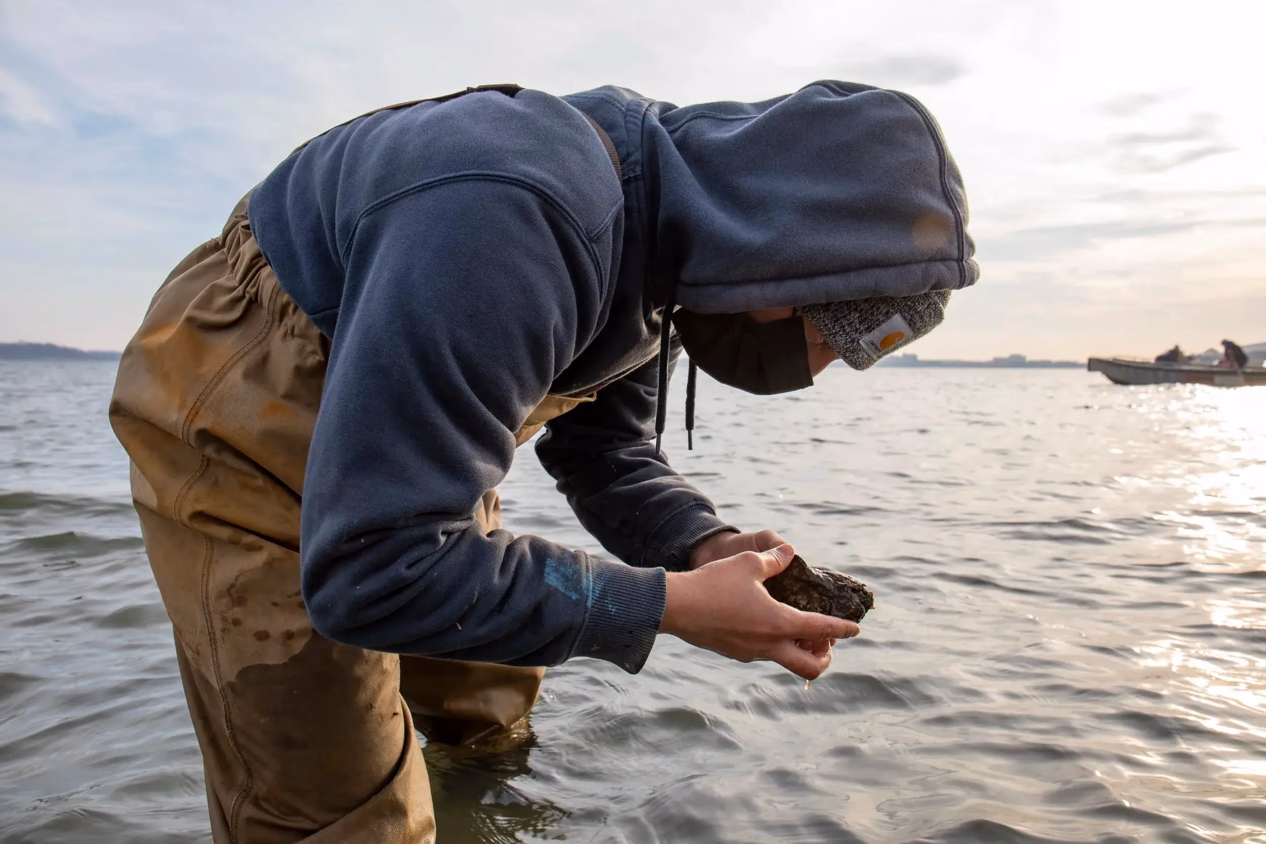 Field technician in waders cradles a clump of live oysters at the water's surface