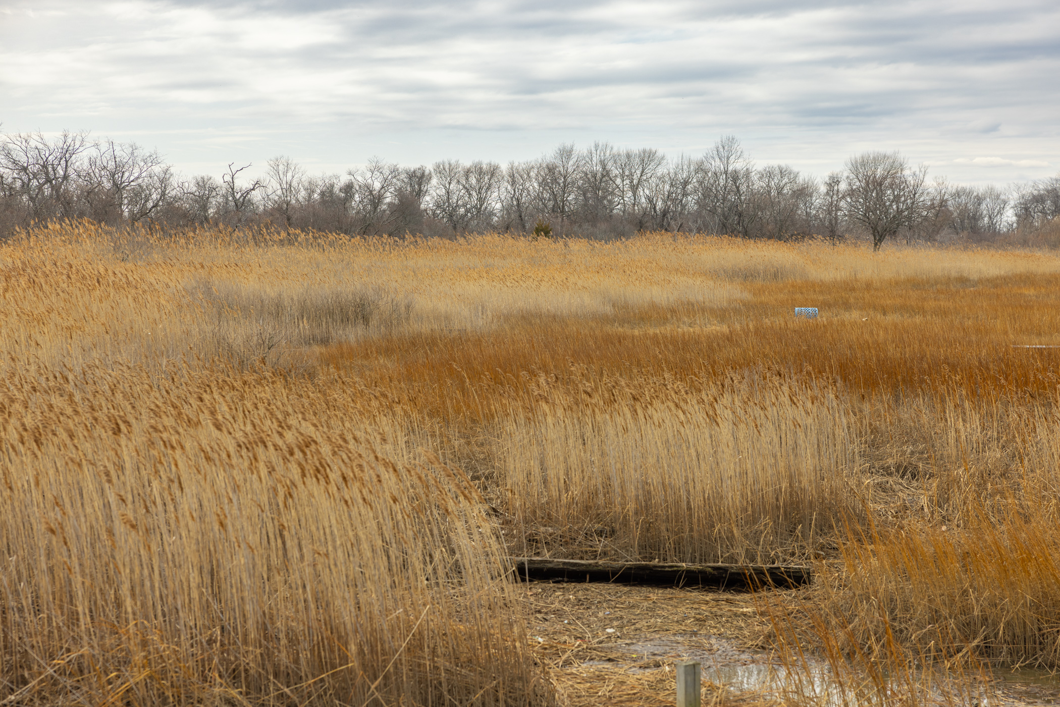 Golden reeds and salt marsh grasses at Four Sparrow Marsh under an overcast sky