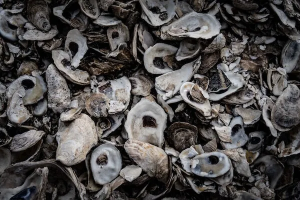 Weathered oyster shells piled together, seen up close from above