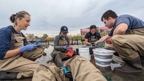 Reef monitoring team kneels in tidal mud, recording data beside buckets of samples