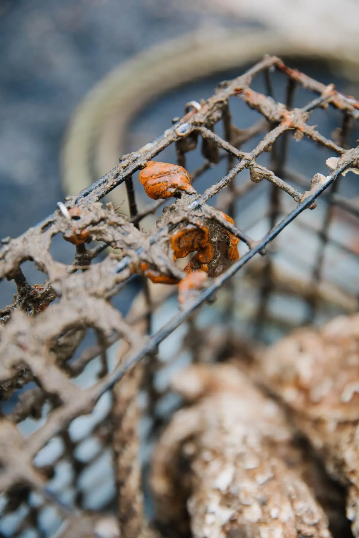 Close-up of a mud-caked oyster cage wire dotted with bright orange sponge growth