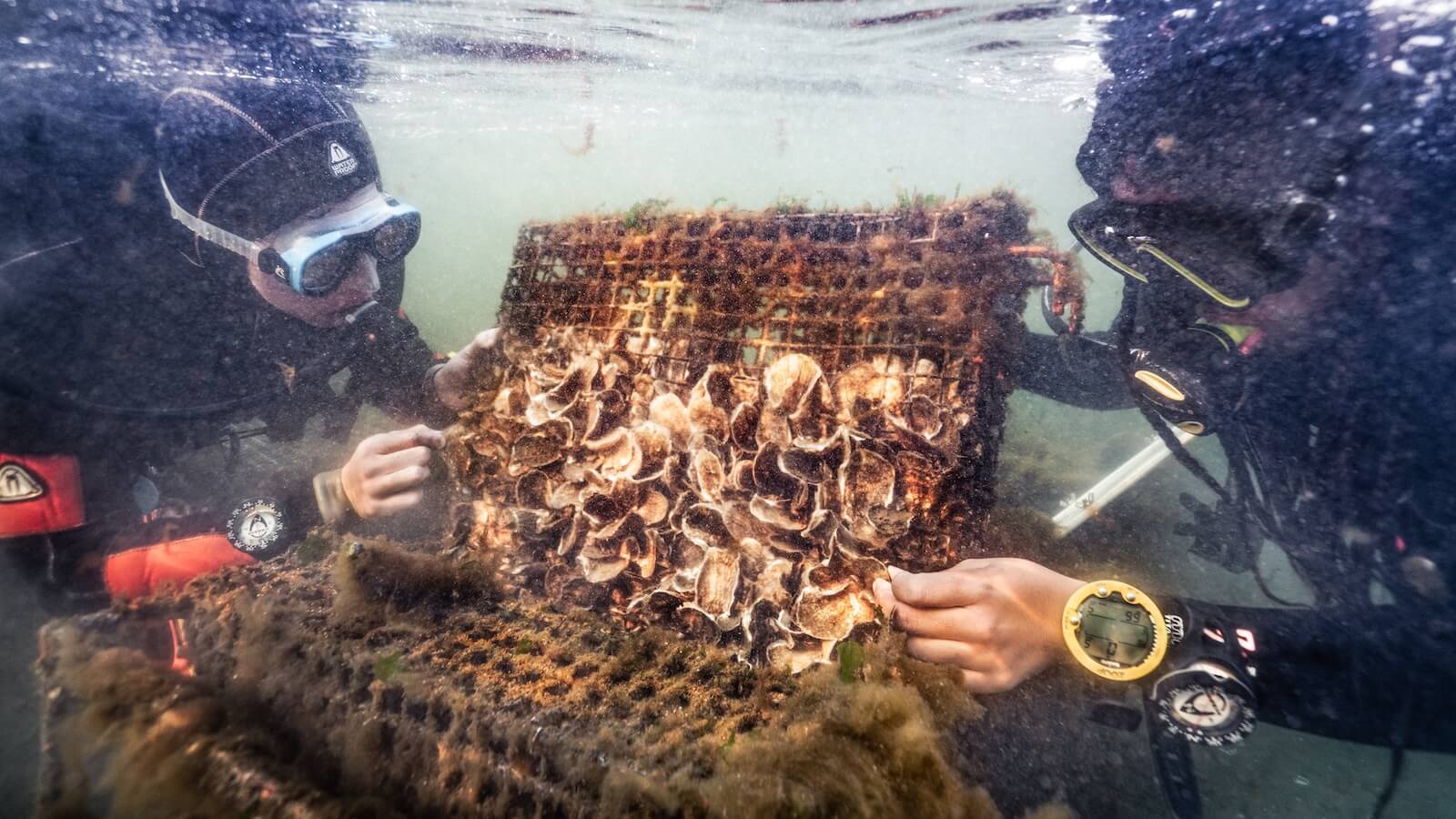 Divers examining a mesh cage packed with live oysters beneath the surface