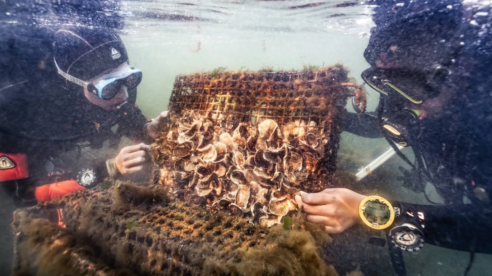 Divers examining a mesh cage packed with live oysters beneath the surface