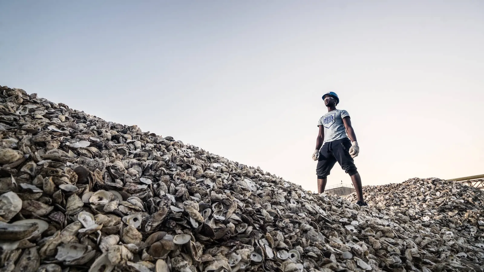 Worker in a hard hat standing atop a vast mound of recycled oyster shells
