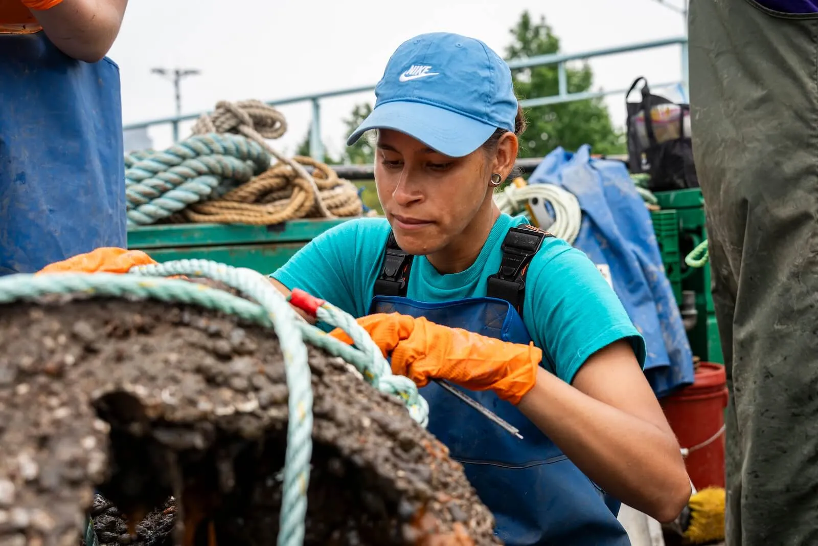 Researcher measuring oysters on a reef structure pulled from the harbor