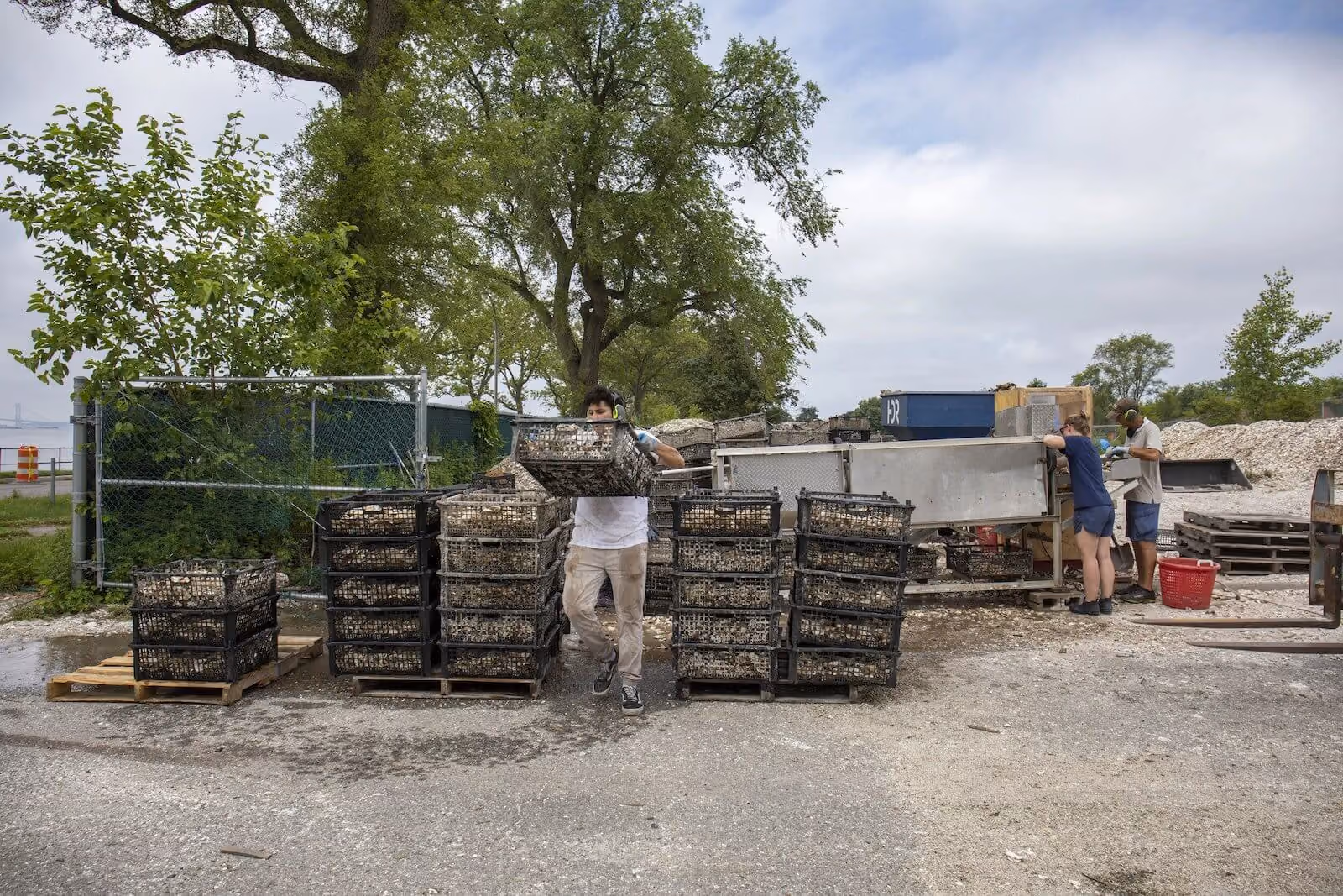 Crew member carrying a crate of oyster shells past stacked pallets at the shell recycling yard