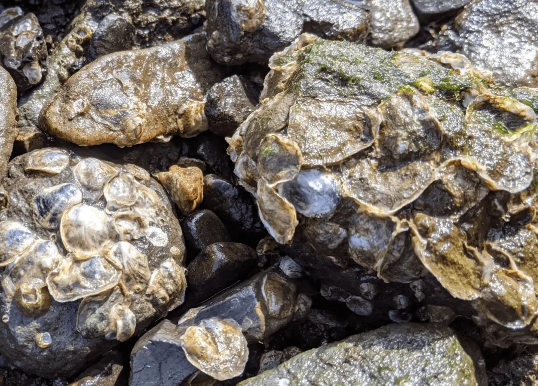 Wild oysters growing on rocks exposed at low tide