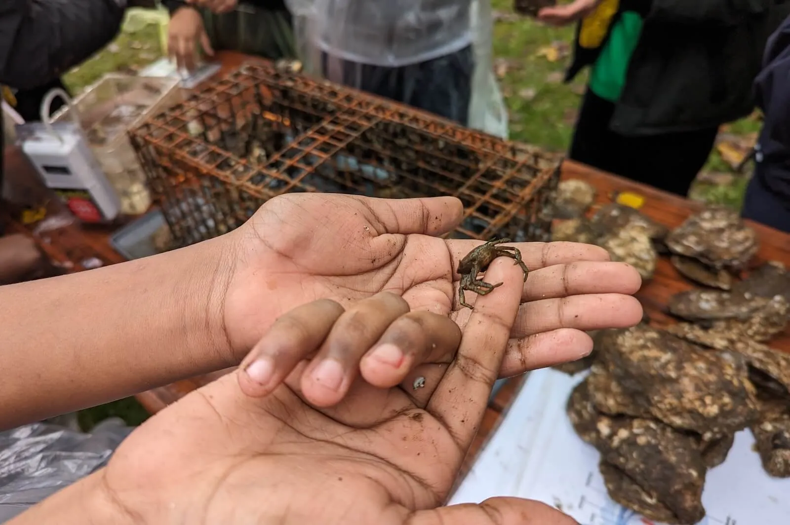 Open hands cradle a tiny mud crab found in an oyster research station cage