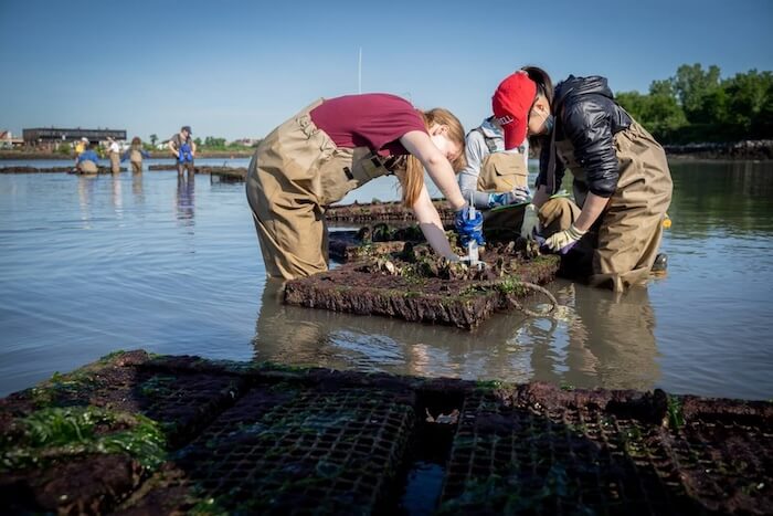 Students in waders inspecting oyster cages in shallow water