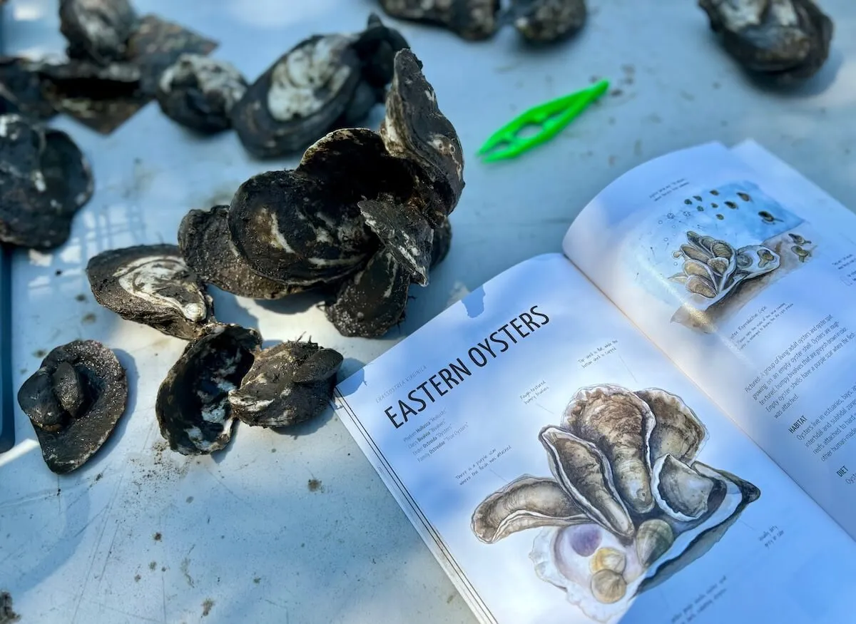 Muddy oyster clusters beside a field guide open to a page on eastern oysters
