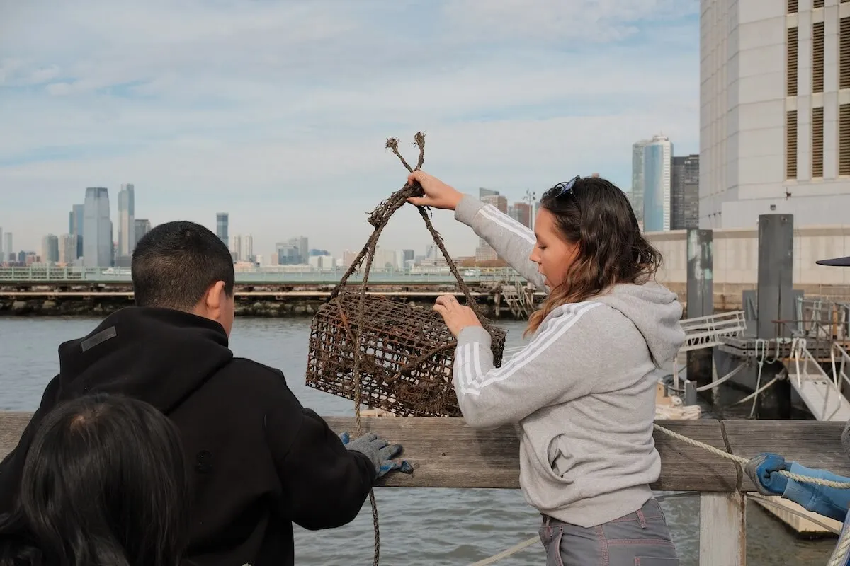 Students hoist a seaweed-draped oyster research cage over a pier railing
