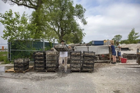 Crew member carrying a crate of oyster shells past stacked pallets at the shell recycling yard