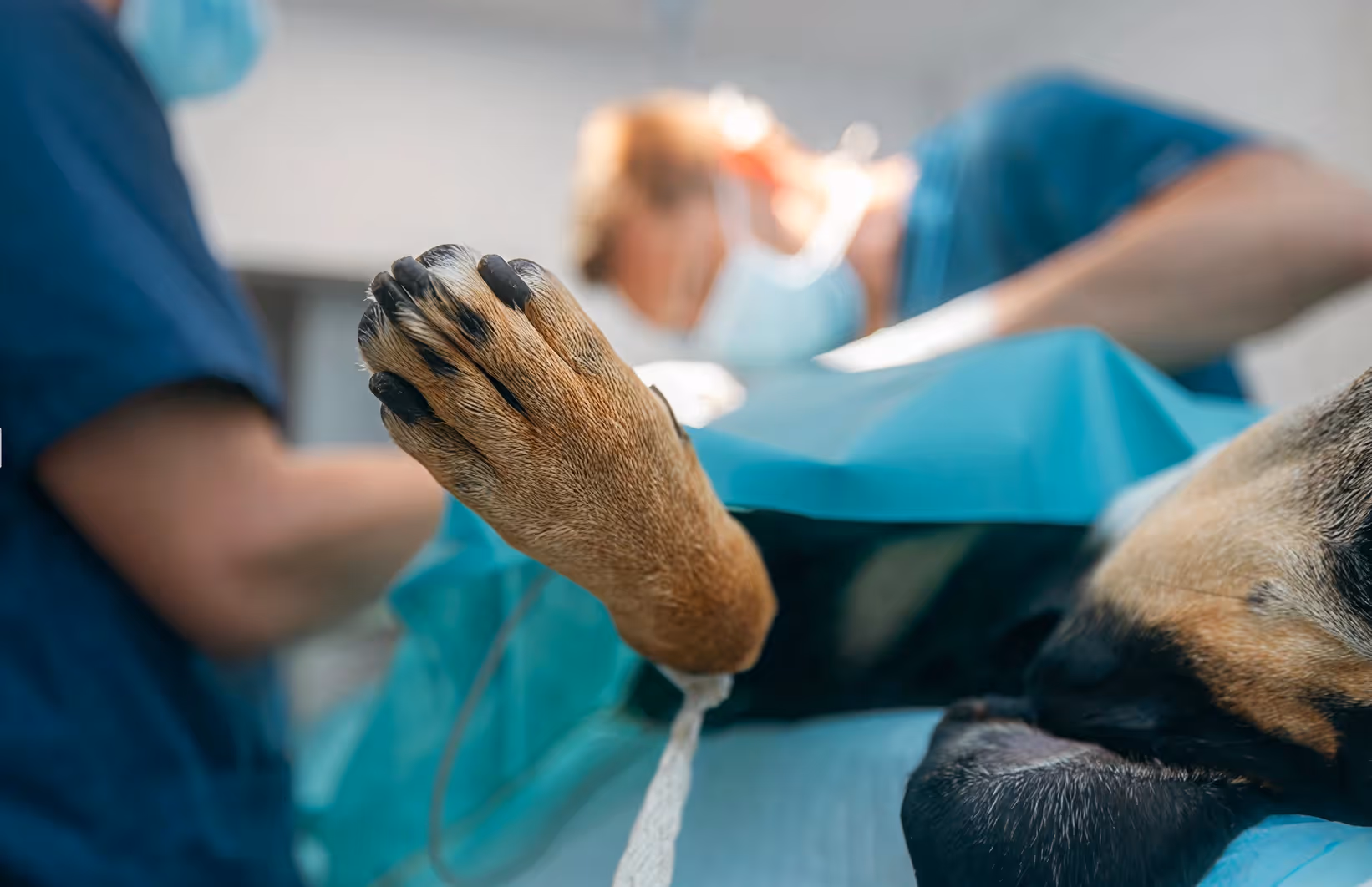 Close-up of a dog's paw with black nails raised during surgery, with blurred veterinarians in the background.
