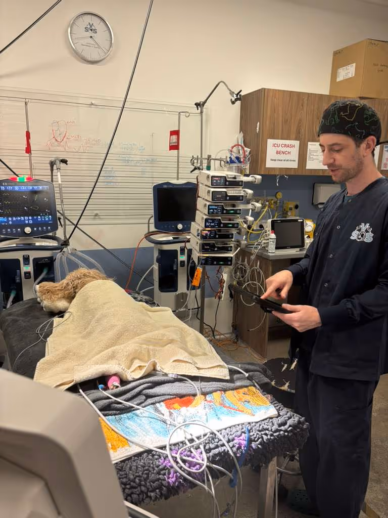 Veterinary technician in scrubs monitoring a sedated dog lying on an examination table connected to medical equipment in an ICU crash bench room.