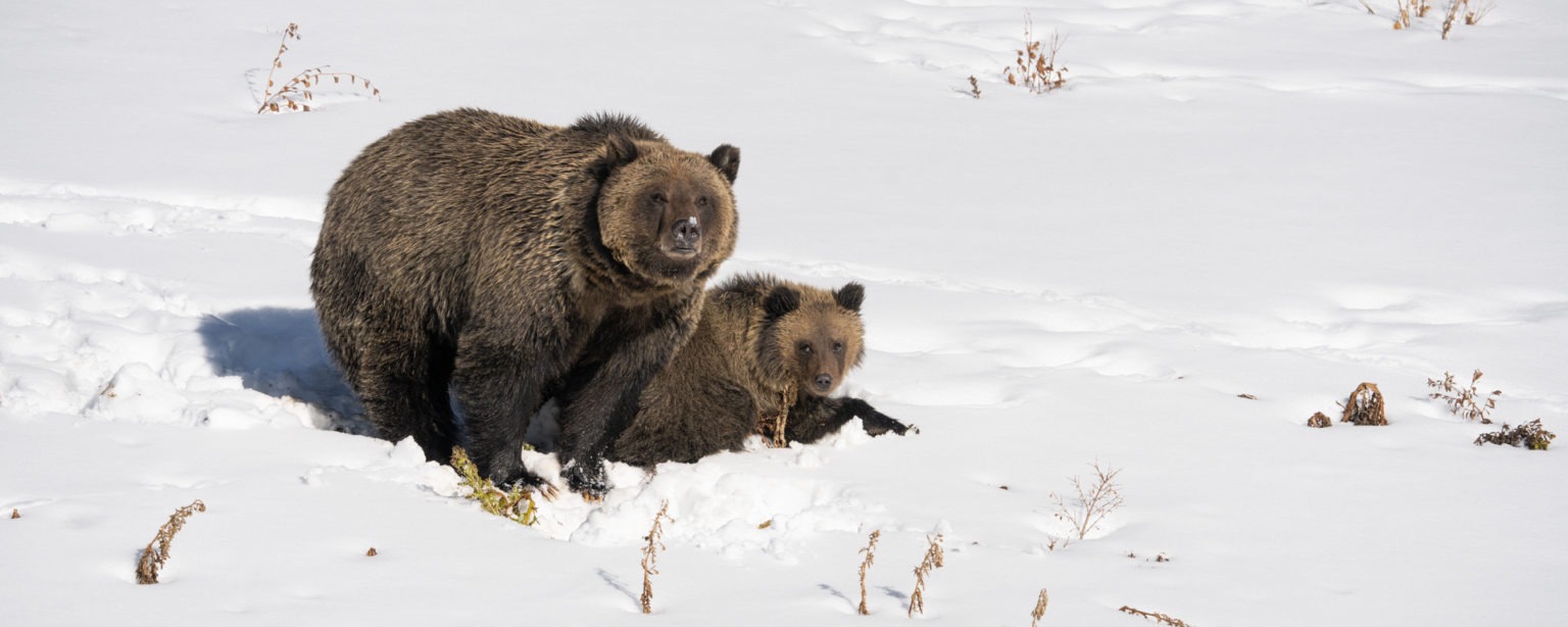 Adult brown bear and cub resting on snow-covered ground with sparse dry plants.