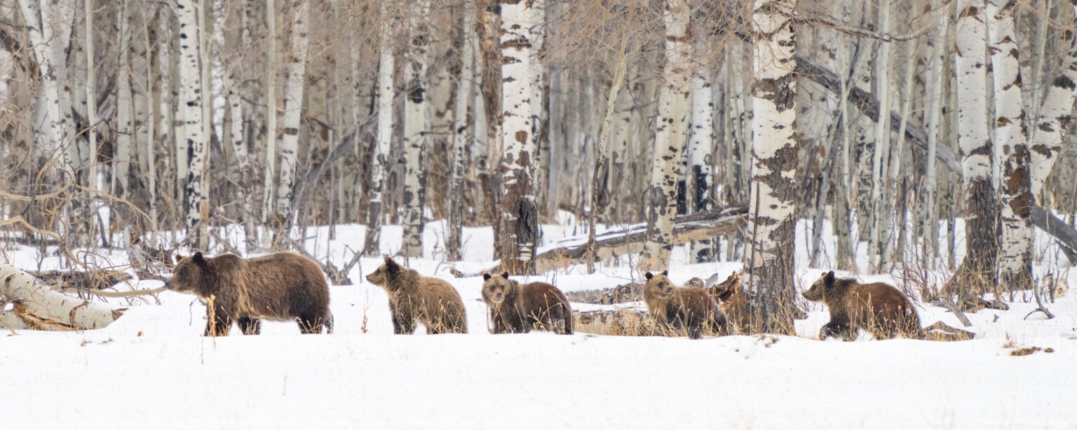 A mother bear with four cubs walking through a snowy birch forest.