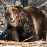 Close-up of a brown bear lying on snow-covered ground with a blurred forest background.