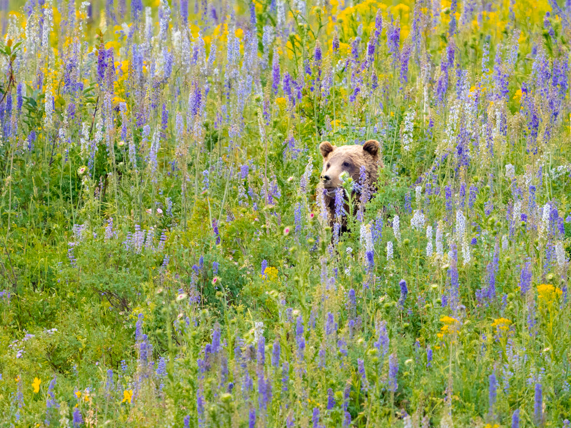 Grizzly 610 in wildflowers. 