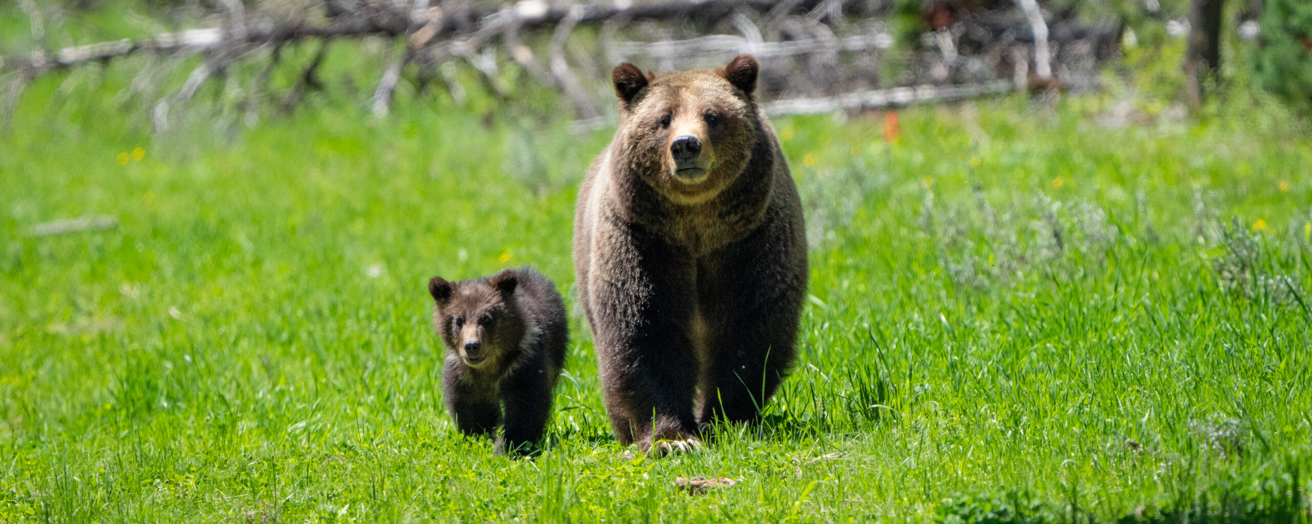 Adult brown bear walking beside its cub on green grass in a forest clearing.