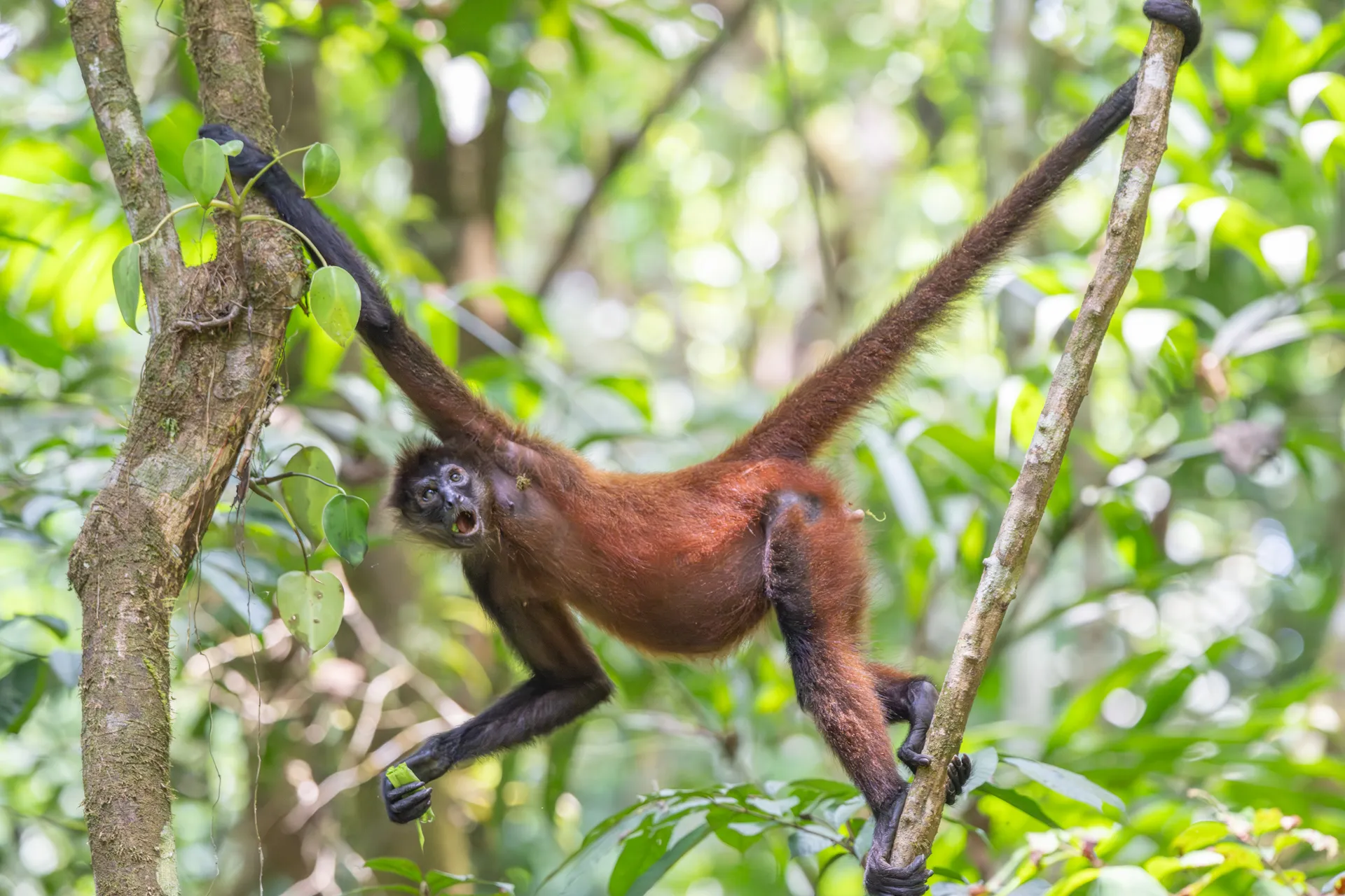 Spider monkey with open mouth hanging by arms and legs on tree branches in dense green forest.