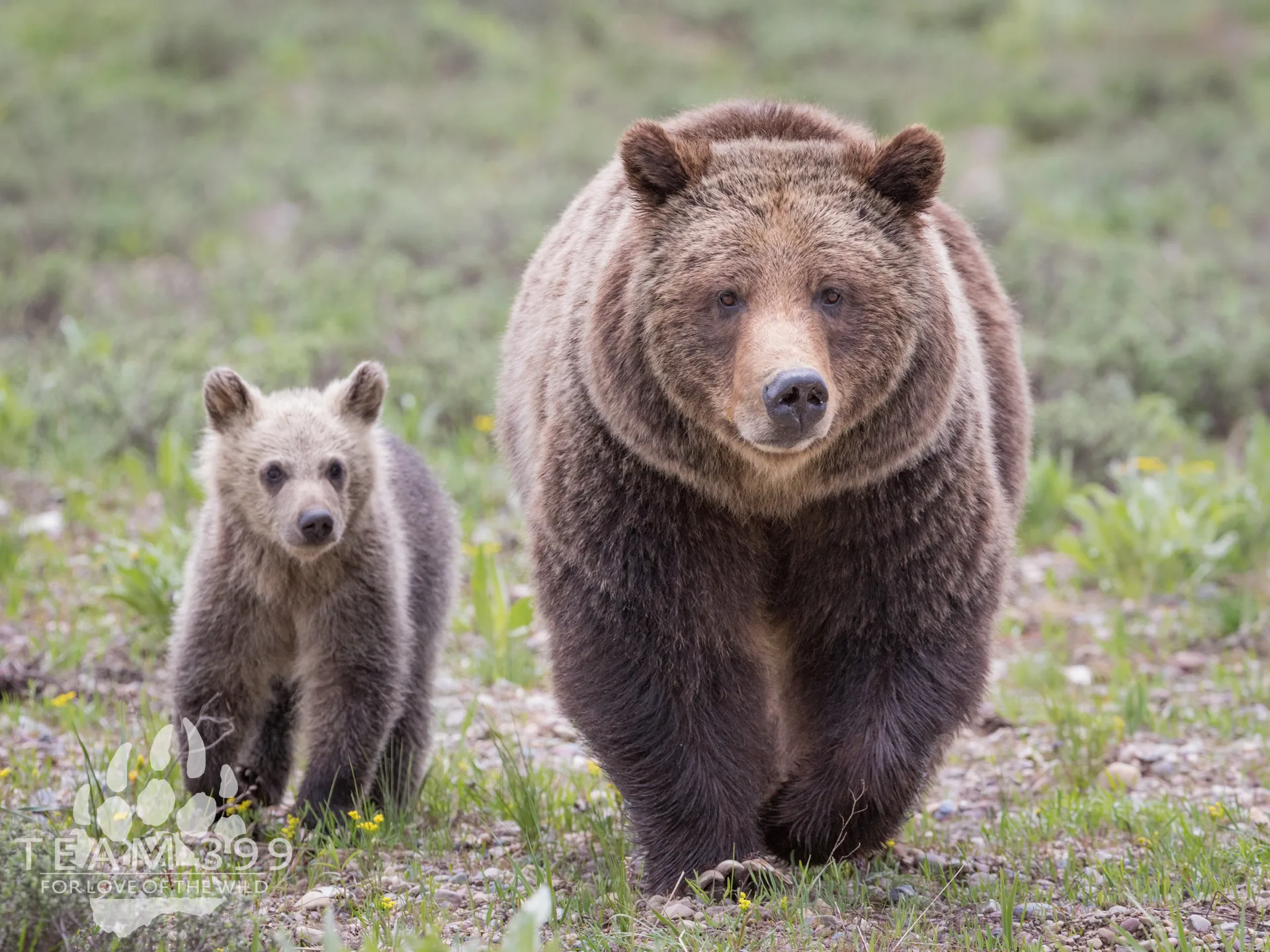 A large brown bear and a smaller bear cub walking side by side in a grassy area.
