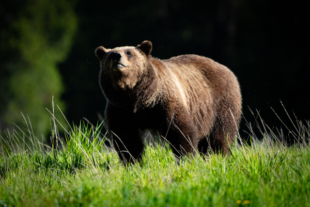 Brown bear standing in green grass with dark blurred forest background.