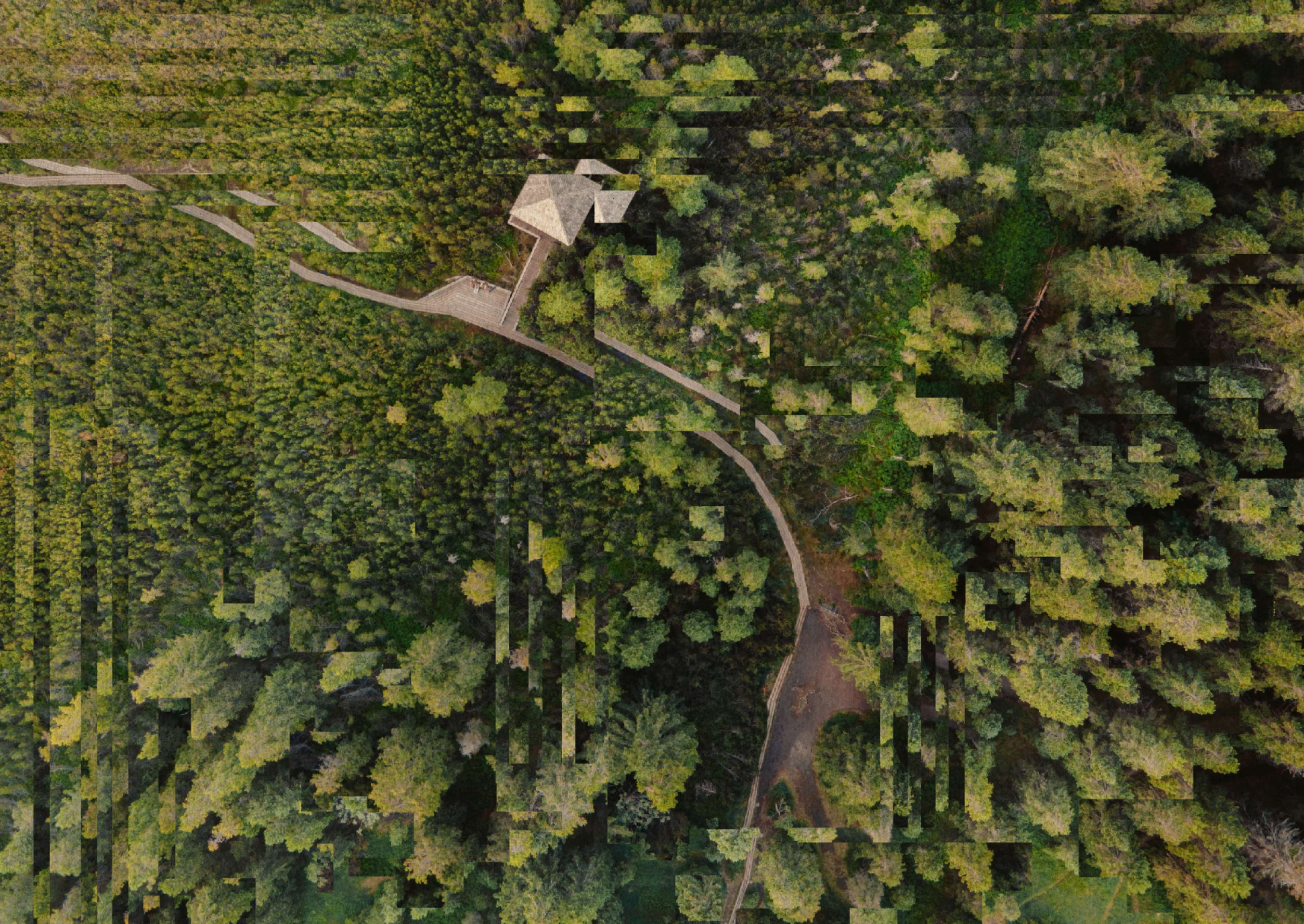 Aerial view of a forest with a wooden path and a small pavilion surrounded by green trees.
