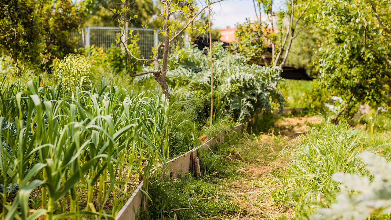 tree trimming and pruning services for residential property near me
